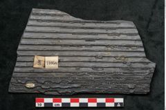 Foto (Detailansicht) von Sigillaria elongata Brongniart (NHMW-GEO-2024-0188-11058)